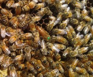 Reinas abejas reinas Ecuador