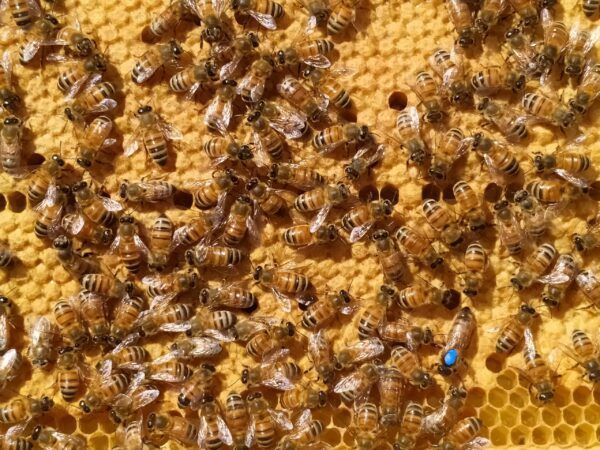 abejas reinas Ecuador